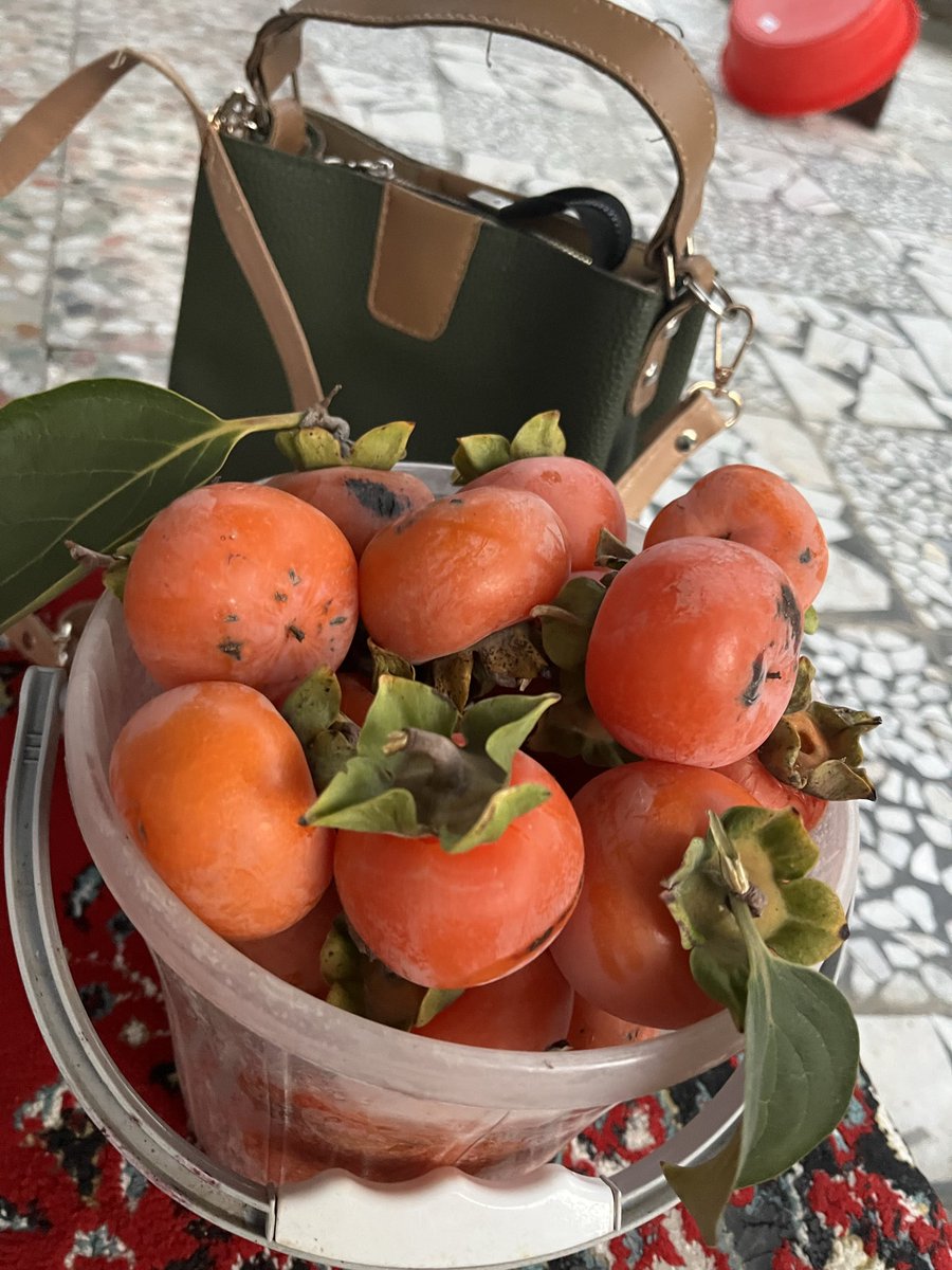 savadkoohiam's tweet image. بچه ها ما تو قائمشهر یه باغ خرمالو داریم 
دلال ها اومدن کیلو ده دوازده قیمت میدادن 
منم لج کردم نمیفروشم ب این قیمت. 

بچه های ک نزدیک مثل قائمشهر ساری بابل‌سوادکوه ،  بیاین باغ ما با خودتون جعبه بیارین فقط به هرکی همینجوری دوتا جعبه رایگان میدم عشق کنین مارم دعا کنید.