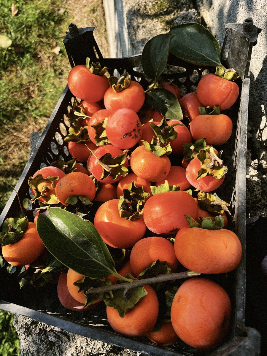 savadkoohiam's tweet image. بچه ها ما تو قائمشهر یه باغ خرمالو داریم 
دلال ها اومدن کیلو ده دوازده قیمت میدادن 
منم لج کردم نمیفروشم ب این قیمت. 

بچه های ک نزدیک مثل قائمشهر ساری بابل‌سوادکوه ،  بیاین باغ ما با خودتون جعبه بیارین فقط به هرکی همینجوری دوتا جعبه رایگان میدم عشق کنین مارم دعا کنید.