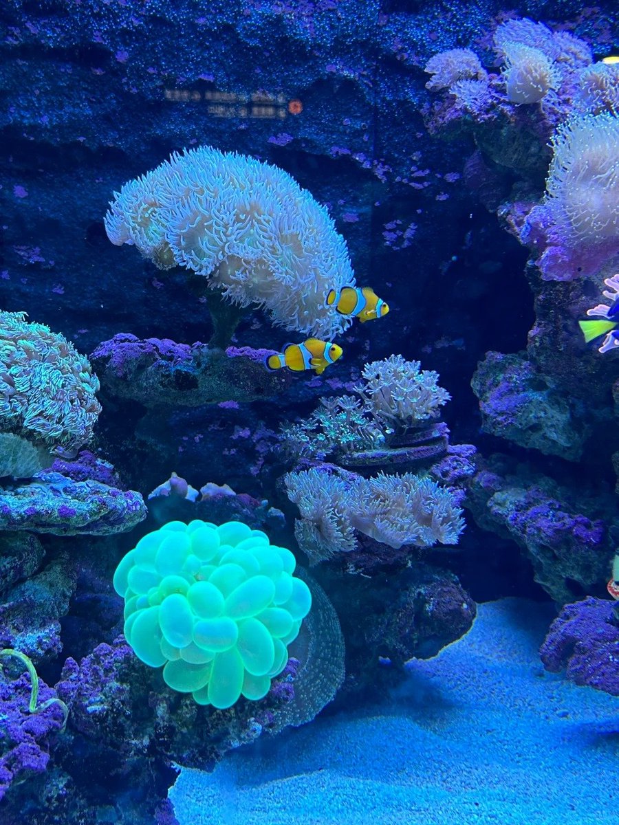 Minha5892's tweet photo. Exploring the ocean without getting wet! 🌊✨ https://t.co/iNoZRC9RC6