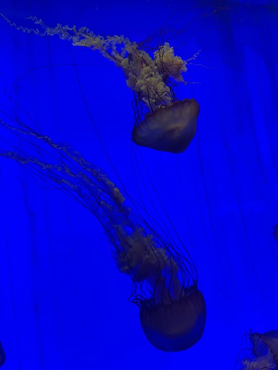 Minha5892's tweet photo. Exploring the ocean without getting wet! 🌊✨ https://t.co/iNoZRC9RC6