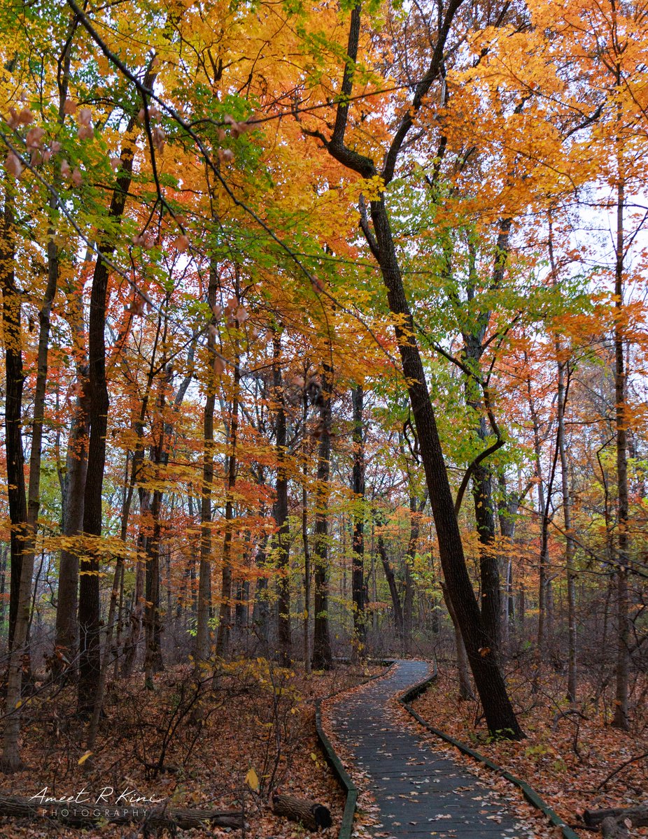 AmeetRKini's tweet image. Incredible fall colors at Busey Woods, Urbana, IL! 🤩🍁🍂
#FallColors #NaturePhotography