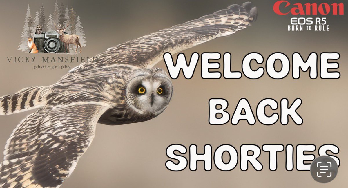 VMPhotos2016's tweet photo. 🦉 WELCOME BACK SHORTIES! 🦉
New video premiering now on YouTube!
Join me for an incredible afternoon with stunning short-eared owls in that golden autumn light 🌅

🎥 Watch here 👉 https://t.co/mThiWdpgbd

#ShortEaredOwl #WildlifePhotography #VickyMansfieldPhotography #CanonUK https://t.co/dNodvDcbhR