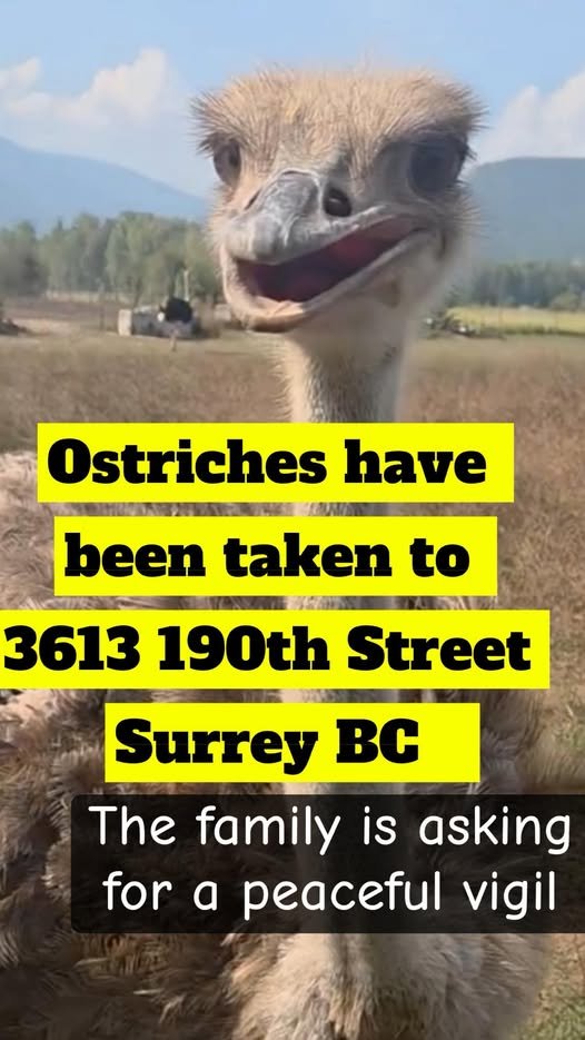 TODAY NOV 9TH 2pm -- Esper got word that the Ostriches appear to have been taken to 3613 190th Street in Surrey, BC
Please if you can be there for a peaceful, respectful vigil for the ostriches and their family and post a live stream or video for them to see and be a part of it