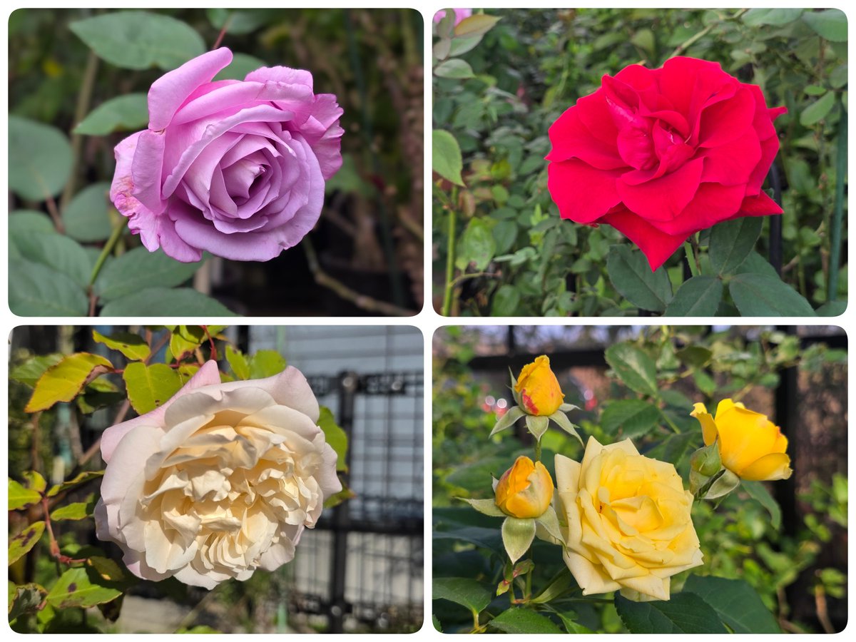 🌹みぃ🌹RPへのいいね♥はご本人へお願いします on X