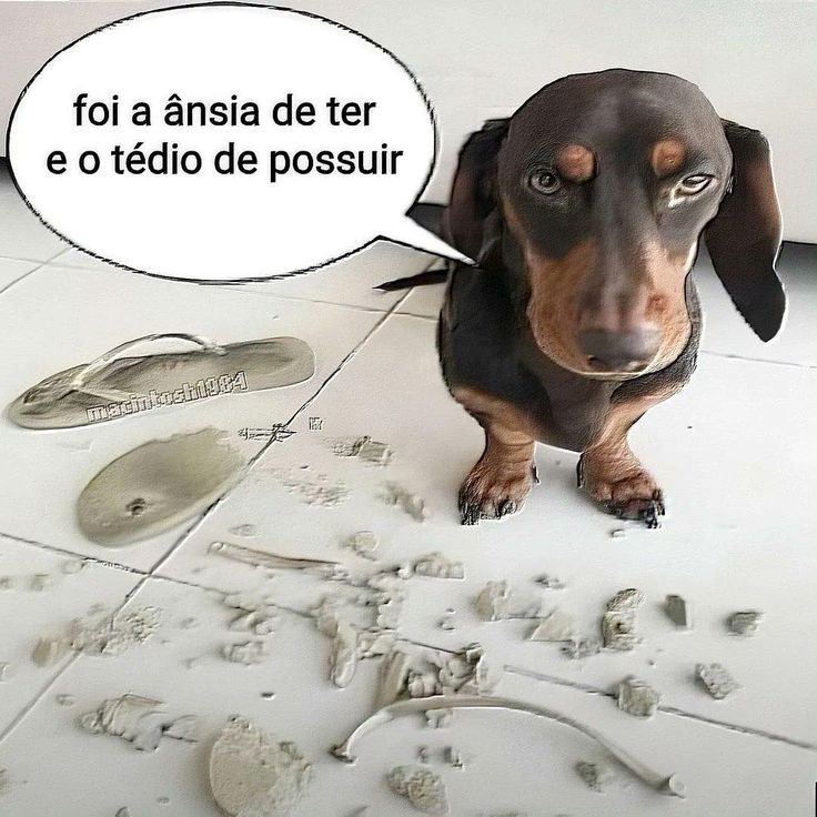 animais com frases aleatorias (@animaisfrases_) on Twitter photo 