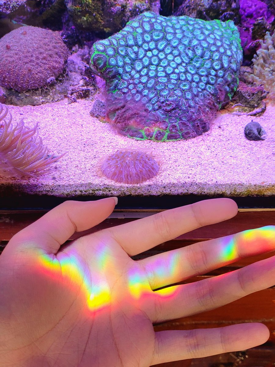 FunFreshNew's tweet image. I often let my reeftank shined by sunlight, but today- somehow, it got a pretty light dispersion from it