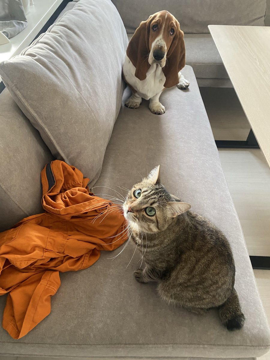 くまこ@BfP名古屋クリエイターズマーケット (@BrowfiriP2) / Posts / X