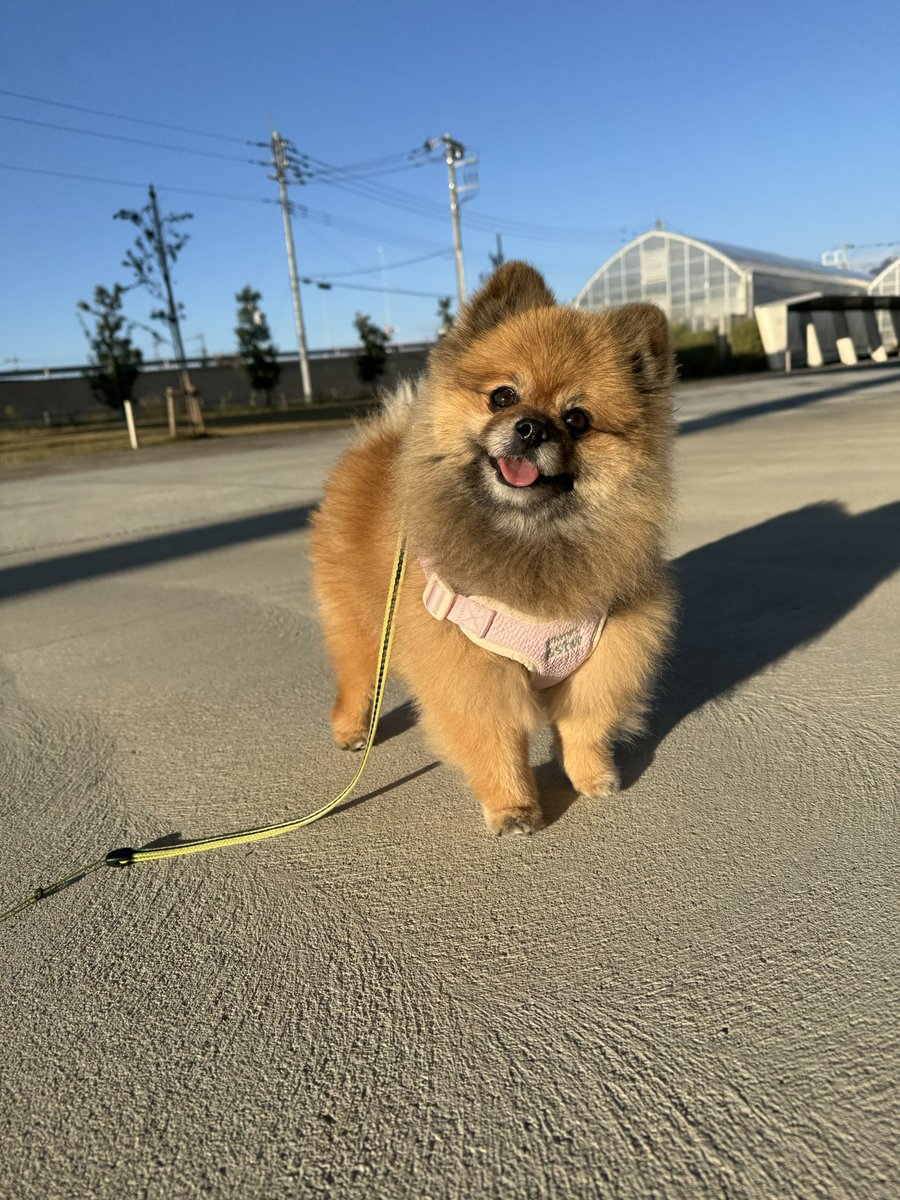 🐾サリーパパ🐾 on X