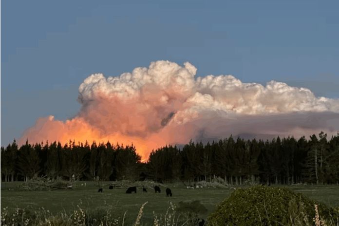 Martyn Bradbury tweet media