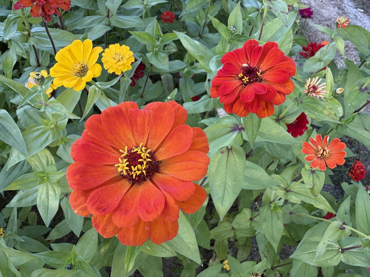 내가 사는곳에 “백일홍 꽃길”
아침햇살에 너무 이쁘다!!!