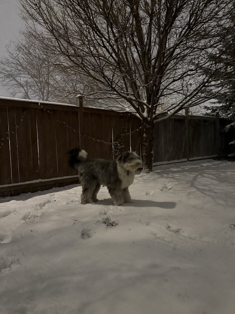 It’s snowing here!!! I’m so excited ❄️☃️❄️
🐑🐶🐾
#oes