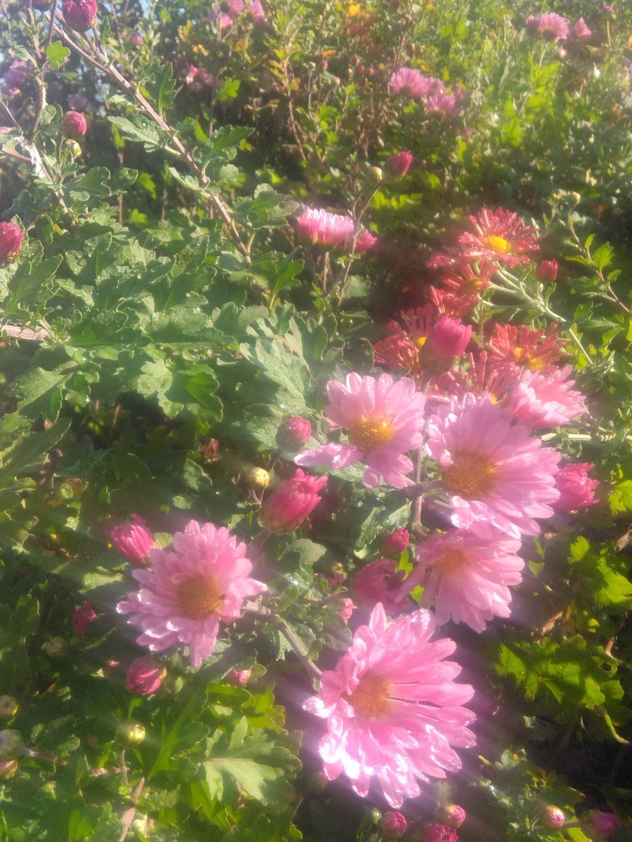 シン☆🇯🇵いいね押しても消えてしまう不具合があります❢ on X