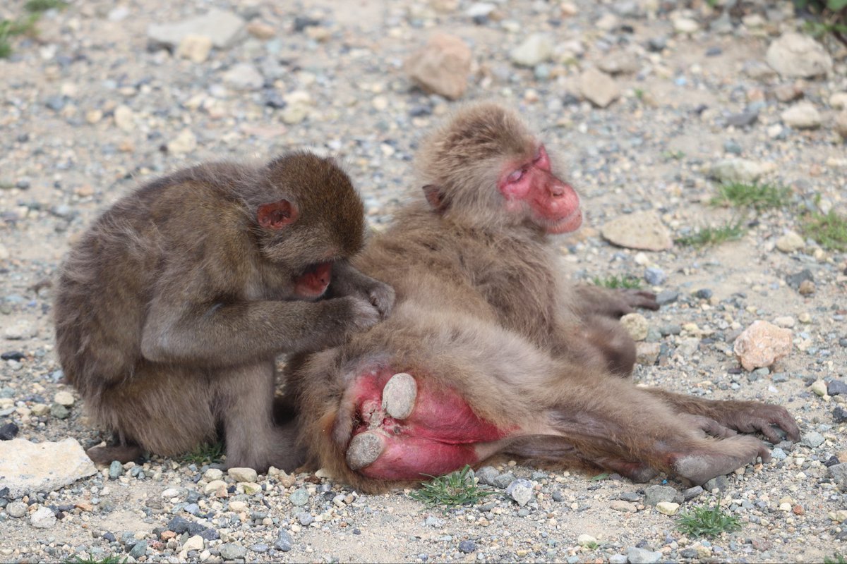 巨大さるのこしかけ MonkeyBay on X