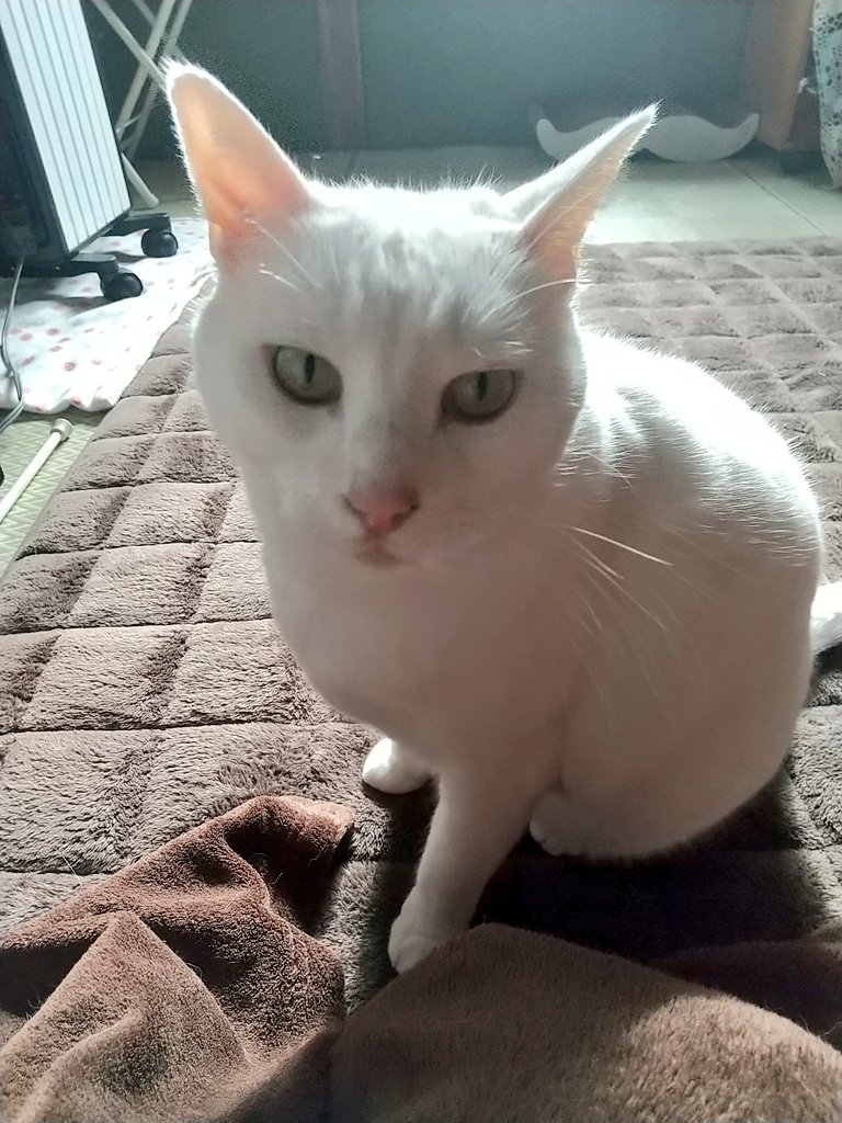 めぐりん (@meg_azumino) / Posts / X