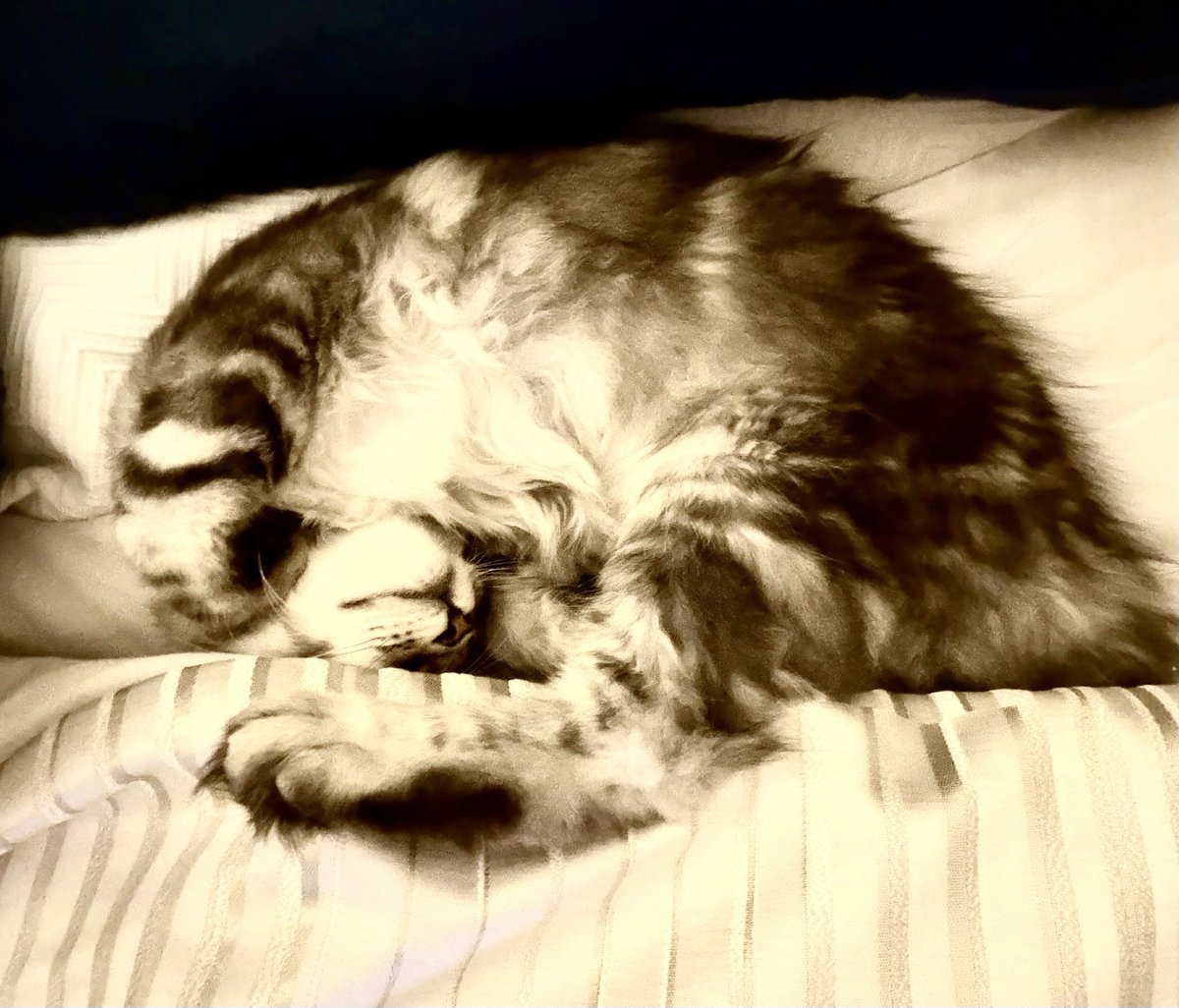 Who can find the sleeping kitten in this photo?