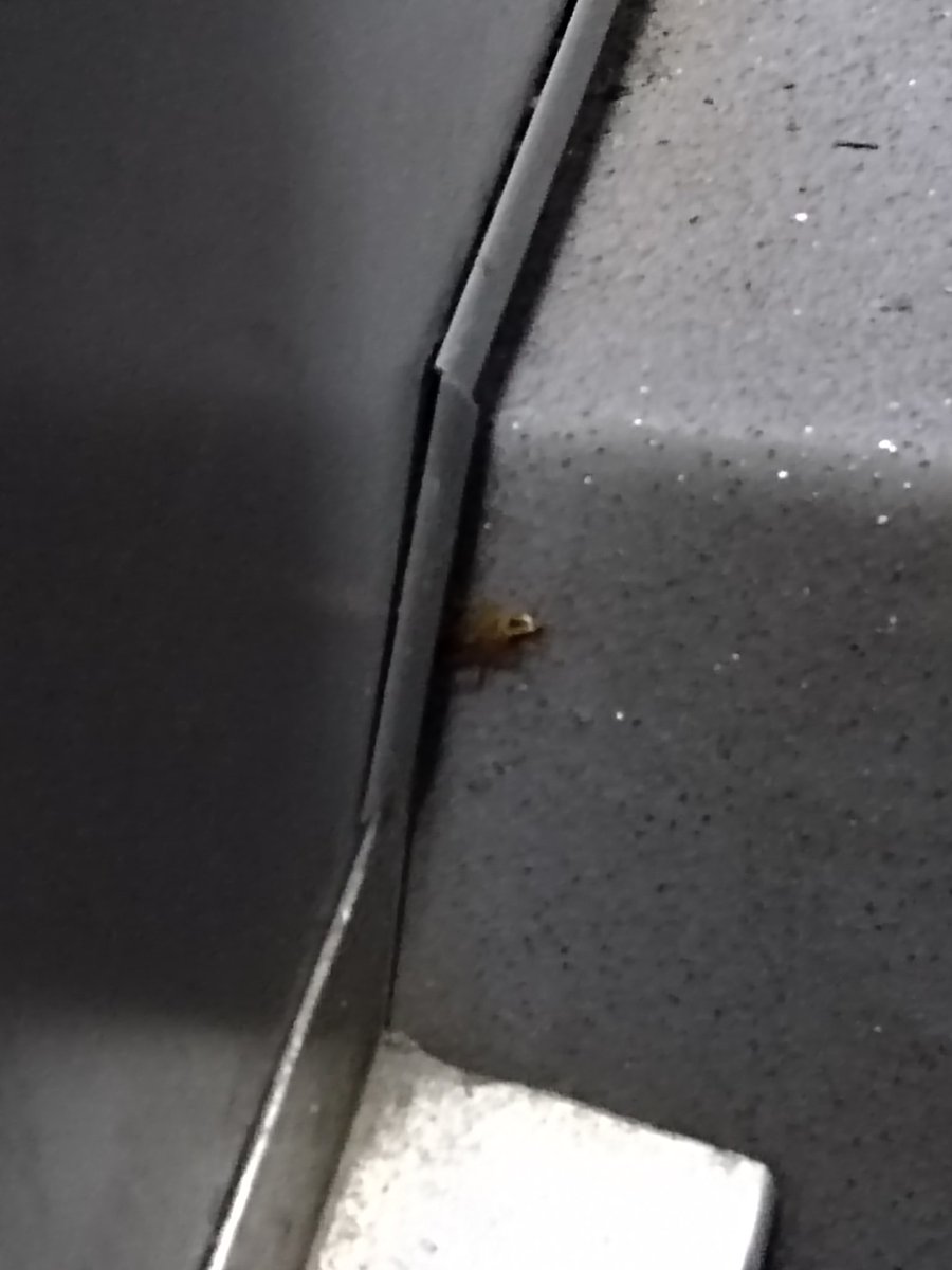 mosqueteroaliex's tweet photo. Hola amigos de @TransMilenio  para cuando una fumigadita a los buses, encontré 2 cucarachas corriendo por el alimentador
@EnriquePenalosa gracias kike por tan magnífico sistema de transporte https://t.co/GN3Qc7vye1