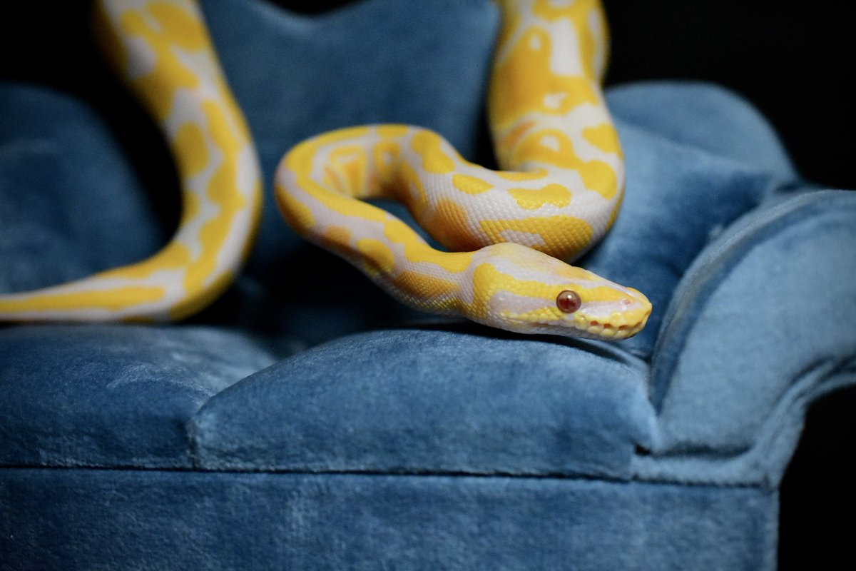 na___Python's tweet image. lavender albino.