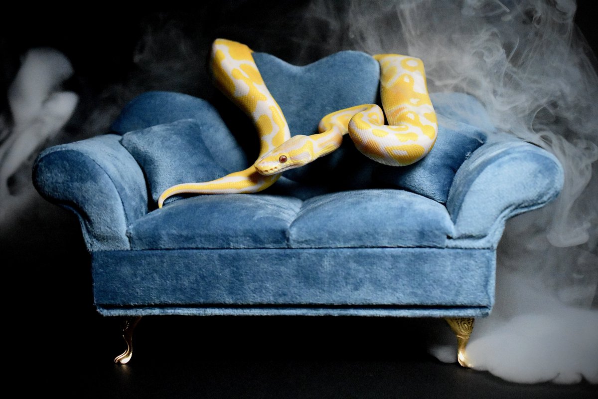 na___Python's tweet image. lavender albino.