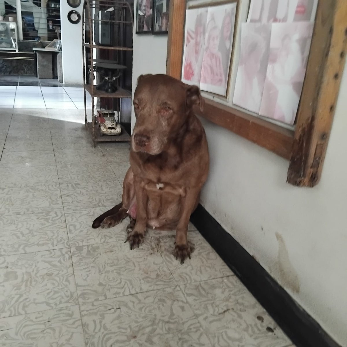 Gracias San Francisco d Asis.Nuestra Princesa c marchó a los brazos d nuestro Creador.Nos cumplió todo lo q pedimos.Q dejara d sangrar,q no sufriera,q fuera rápido.Nadie hubiera pensado q estaba gravemente enferma.ni un qjido,ni una lágrima.Se fue en Paz