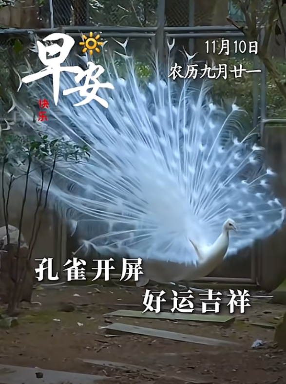 孔雀开屏，好运吉祥！11月10日，星期一，愿您万事顺遂，平安喜乐！ #早