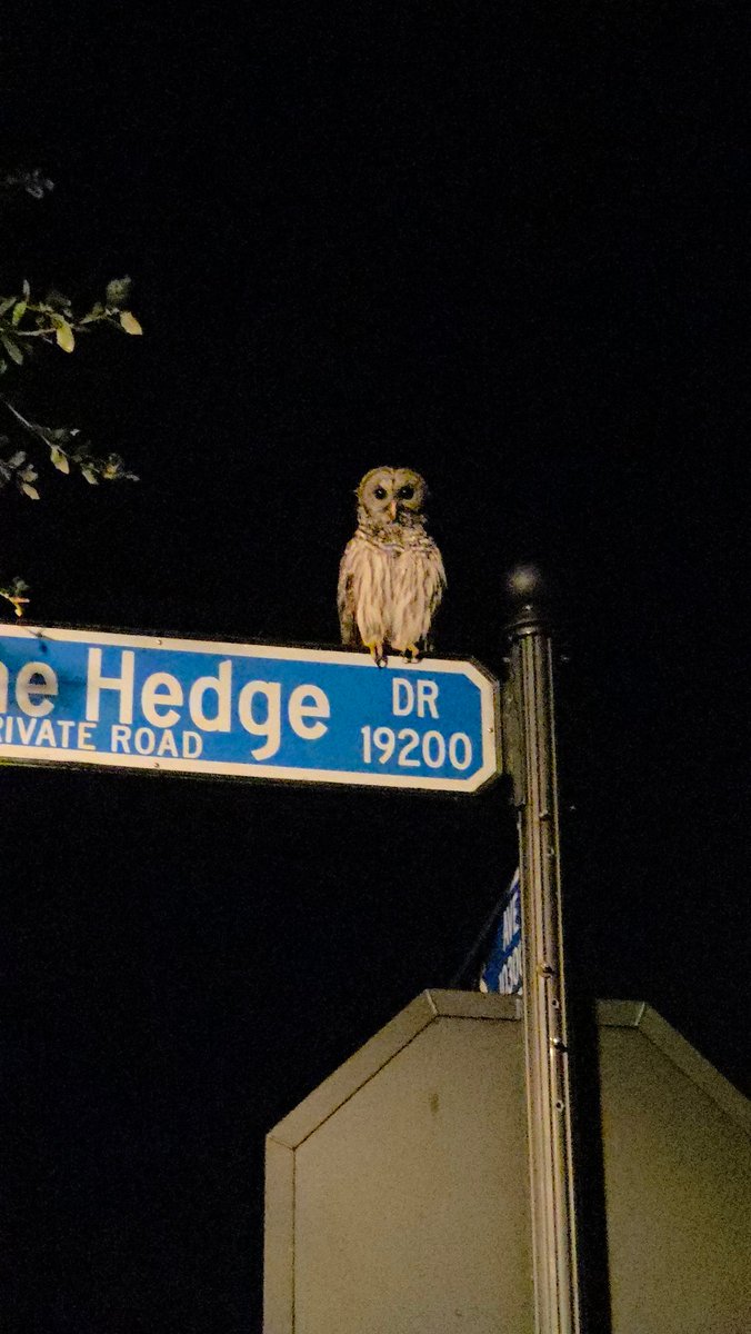 OWLS ARE MAGIC..now that I've got your attention: 

Let’s raise money for MAGIC! All info here: bit.ly/4oSCZOs.  Tickets are open until the 21st of Nov until 10pm ET. Join in the chaos of our MAGIC FUNraiser!

<a href="/theveganearper/">Casey 🍉 (they/them)</a> <a href="/BoyeahLeah/">Leah Boyea 🐒 (They/Them)</a> <a href="/AlexandraRipka/">Alex🕊️</a> <a href="/KaticsEarper/">Alex ✌ #WelcomeHomeWynonna</a>