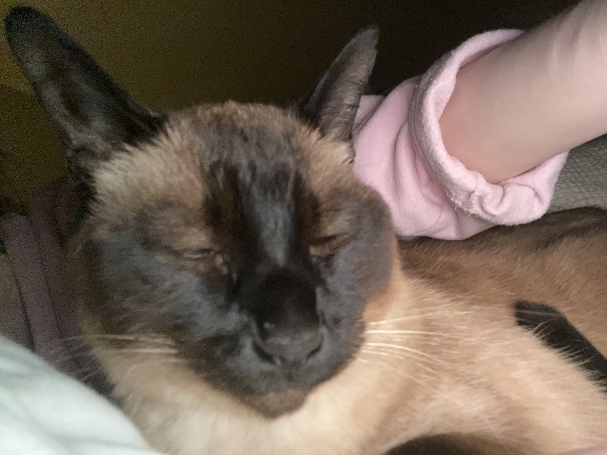 dottorefeet's tweet photo. hi ts is my cat https://t.co/PrzXSPcm61