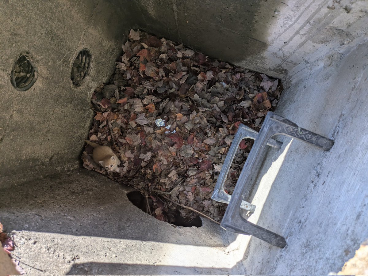 biteybigboy's tweet photo. rescued babies from a storm drain https://t.co/qGfMlmAgVd