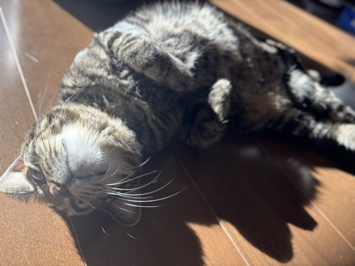 Ramoffle100's tweet image. 日なたを満喫していらっしゃる