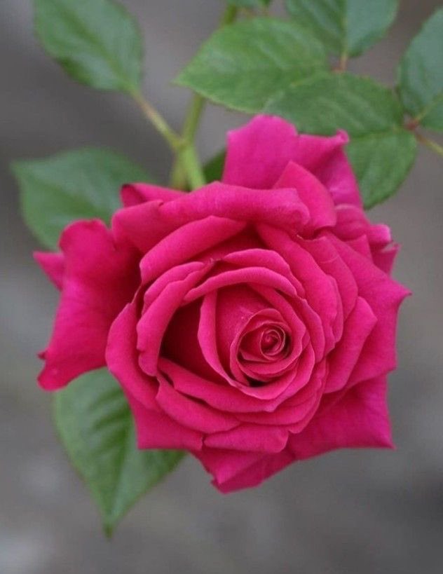 جميل هو القدر عندما يبعدك عن شيء لا يستحقك 

#صباح_الخير