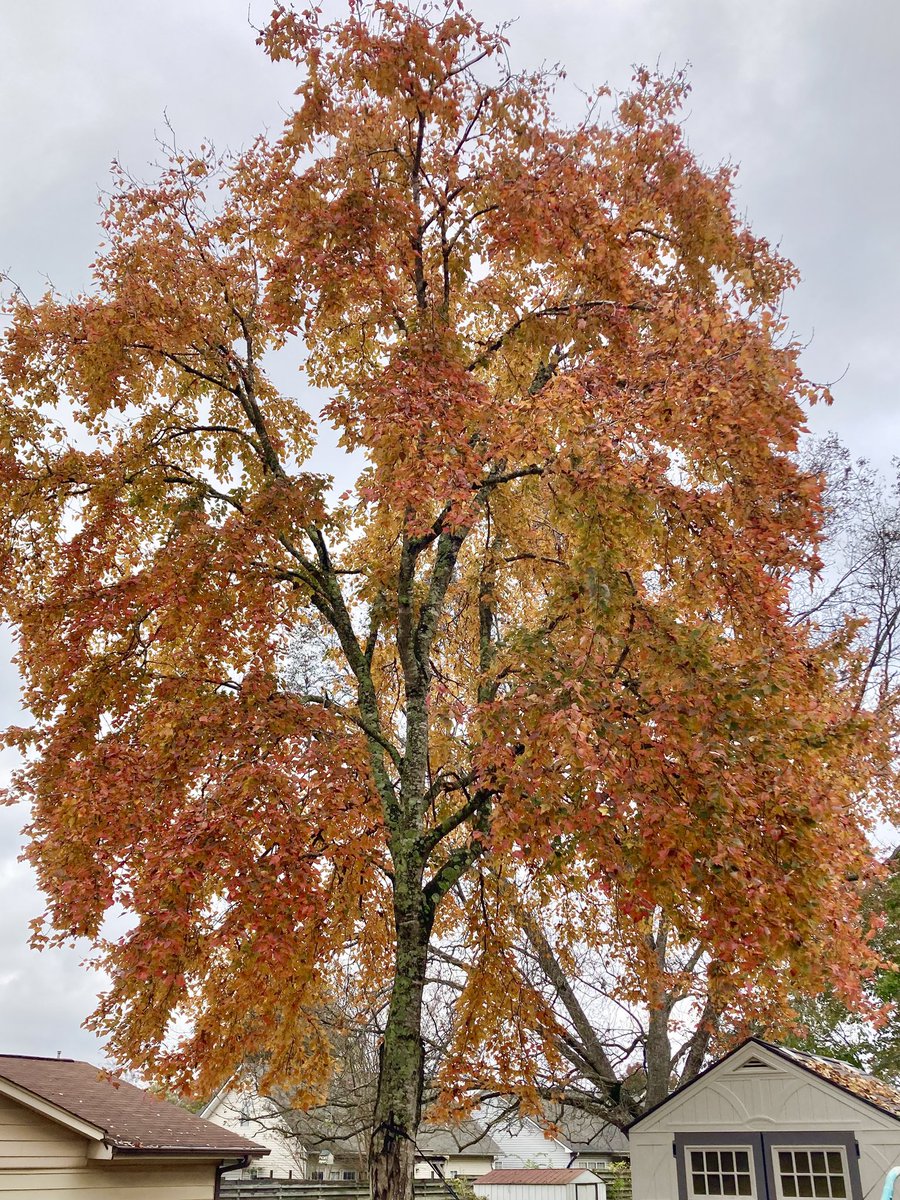 MichaelSteeley's tweet photo. Silver Leaf Maple in our backyard. @spann https://t.co/AjgJylDn7o