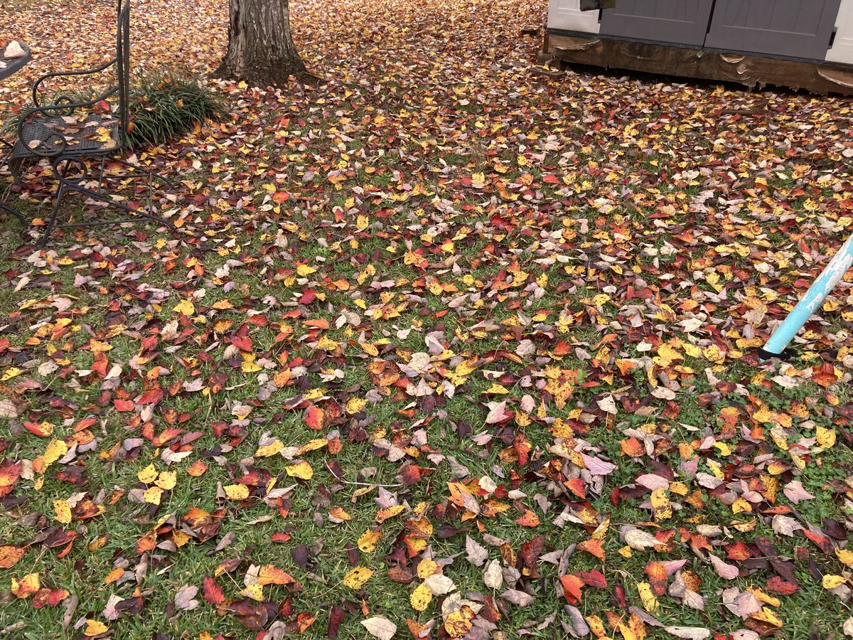 MichaelSteeley's tweet photo. Silver Leaf Maple in our backyard. @spann https://t.co/AjgJylDn7o
