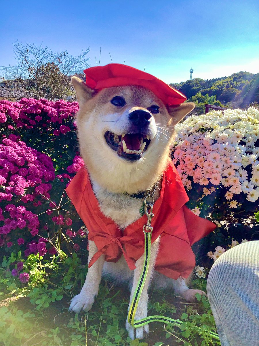 柴犬君 ページ A younger Shiba Inu quietly takes refuge from his older brother