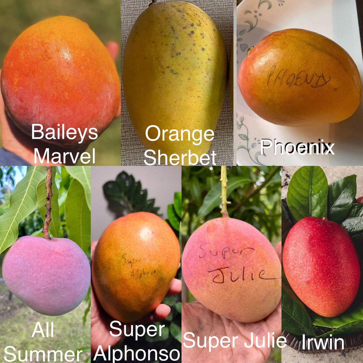 Burk 🥭🇺🇸 tweet media