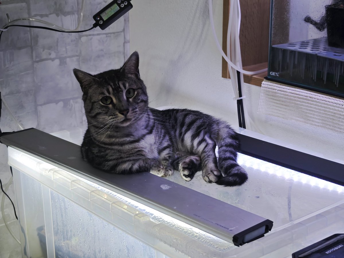 untaebi's tweet image. おはようございます🐱
黄昏…
からの「何見てんだよ？」