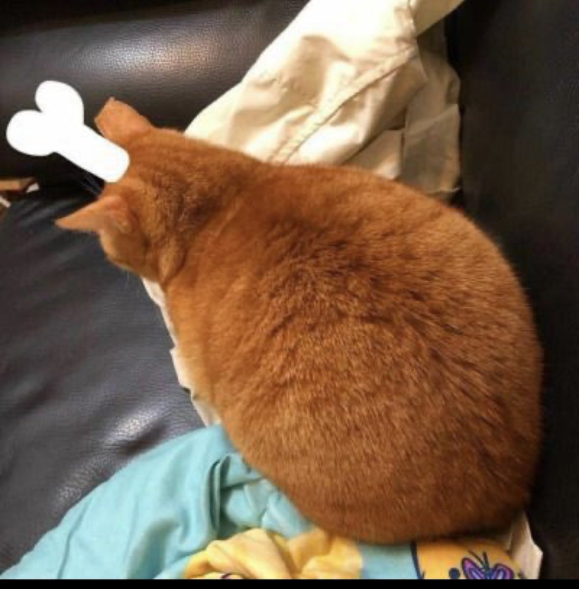 catshealdeprsn's tweet image. 🍗