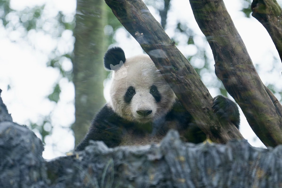 August_pandatv's tweet image. 📸 251108 香香，你在观察谁😂

#大熊猫 #panda #香香 #xiangxiang #シャンシャン #雅安碧峰峡熊猫基地