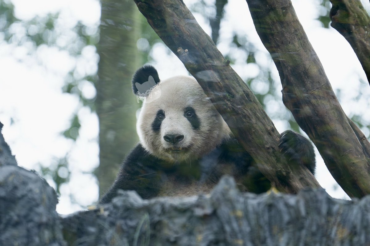 August_pandatv's tweet image. 📸 251108 香香，你在观察谁😂

#大熊猫 #panda #香香 #xiangxiang #シャンシャン #雅安碧峰峡熊猫基地