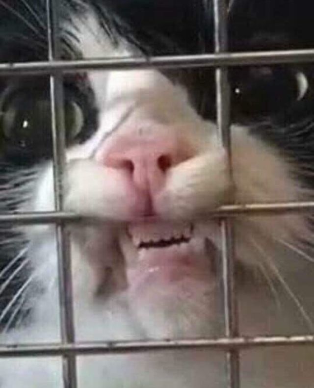 Mapachhin's tweet image. *paso las historias de ig de derecha a izquierda para no comerme anuncios*

Zuckerberg: