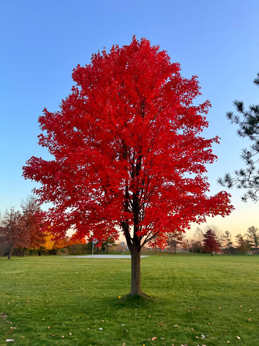 Craziest tree I’ve ever seen