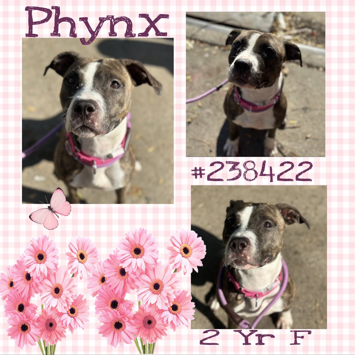 Quinnqueens's tweet image. 🌸 P͙H͙Y͙N͙X͙ 🌸
#238422 #MACC 2 Yr F
Phynx is a little doll with eyes that plead 4 some1 to love her. She will flourish in an all adult calm/quiet 🏡. Owner surrendered, says she’s playful &amp;amp; friendly w/strangers. Volunteers ♥️ her #AdoptMe #Foster⬇️
nycacc.app/browse/238422