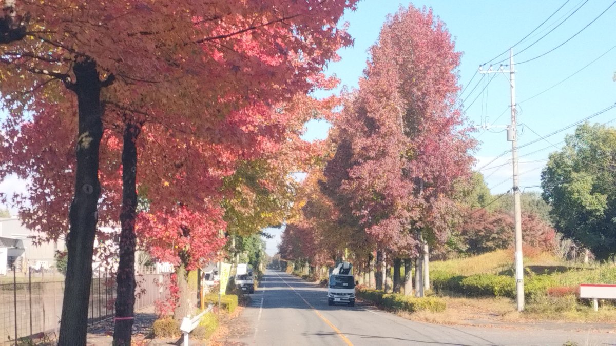職場へと続く道。紅色が美しい ω