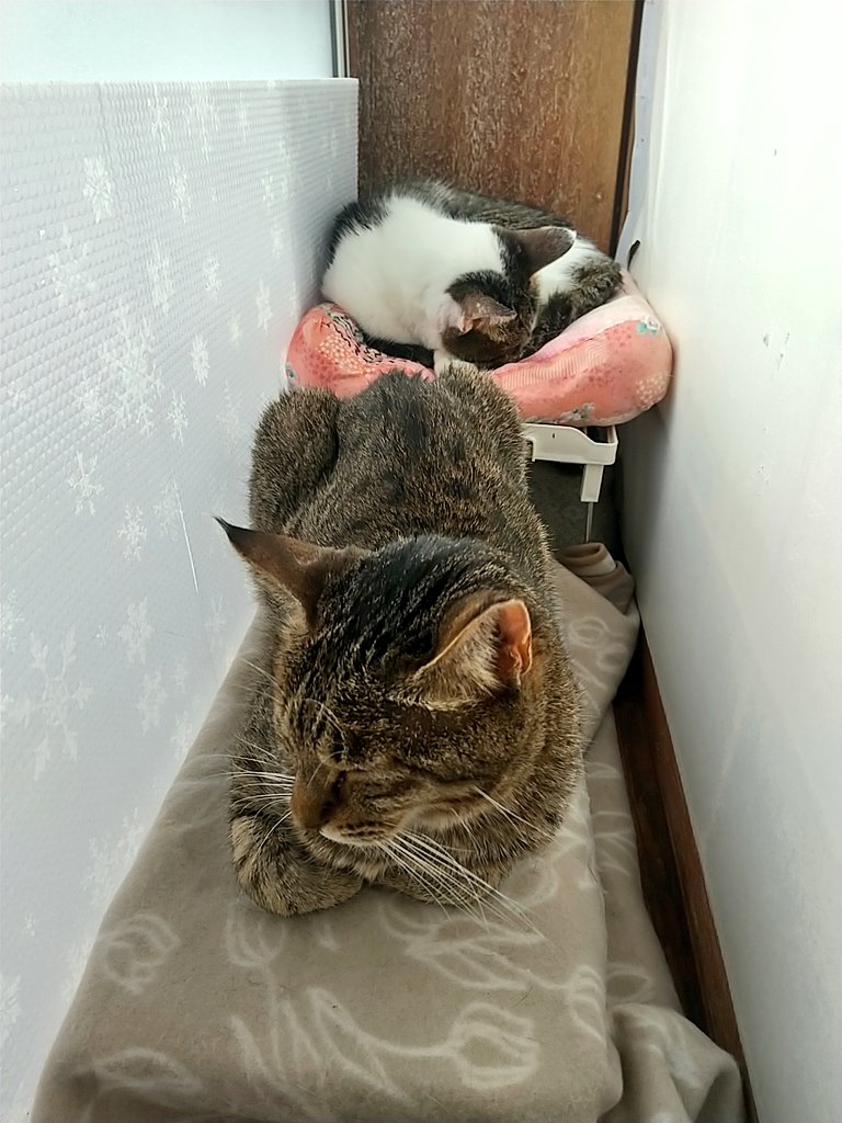 めぐりん (@meg_azumino) / Posts / X