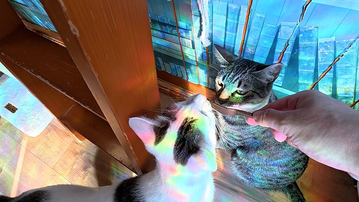 すみ田理恵　猫 プルヌス on X