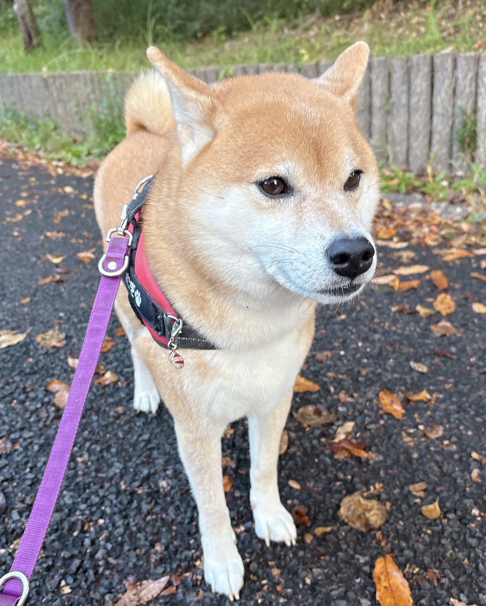 柴犬むぎ 柴犬むぎ (@shiba_inu_mugi) / Posts / X