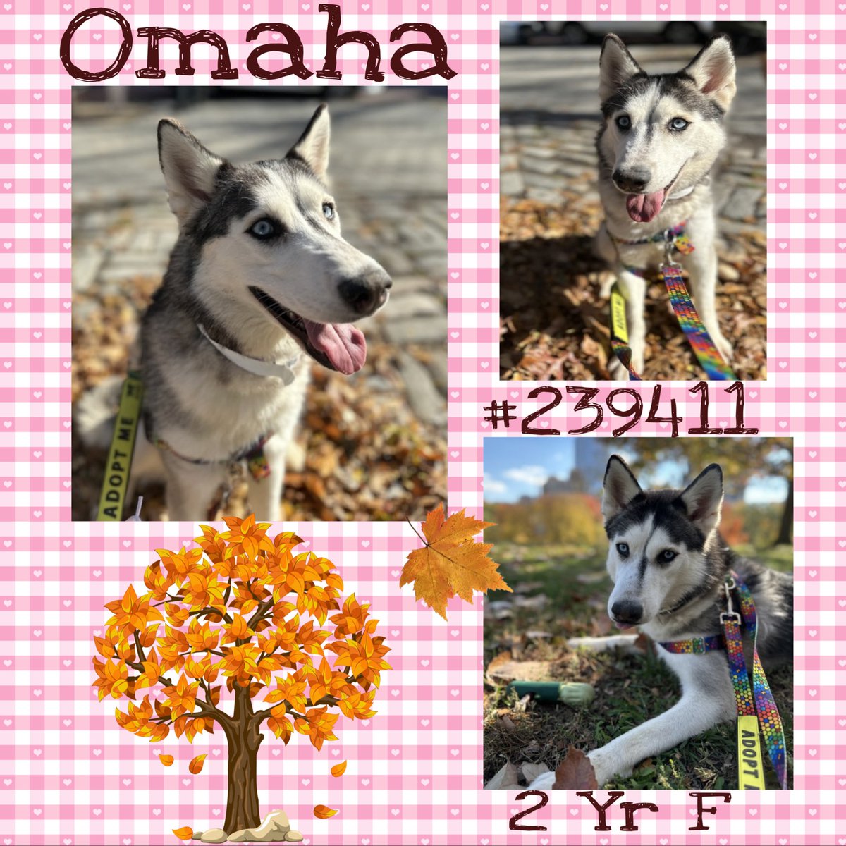 Quinnqueens's tweet image. 🌸 O͙M͙A͙H͙A͙ 🌸
#239411 #MACC 2 Yr F
Omaha is a beautiful husky who is energetic &amp;amp; needs daily physical activity. 🏡 with no tiny humans. Loves walks, sniffing, leaves, rolling in grass &amp;amp; chew toys. Absolute treat connoisseur🍖 #AdoptMe #Foster🌸⬇️
nycacc.app/browse/239411