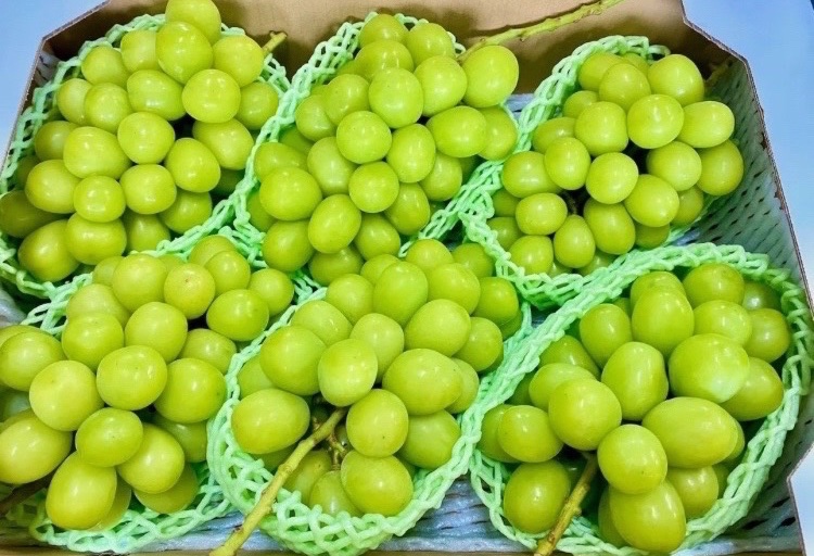 //
山梨産 シャインマスカット ゼリー を1名様にプレゼント！🎁
\\

【応募方法】フォロー&amp;いいね❤️

【締切】11月13日(木) 23:59 まで