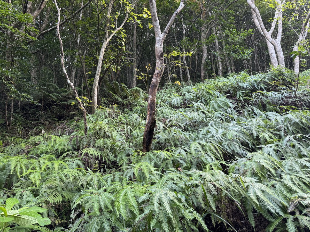 お肉 大好きヴィーガン on X