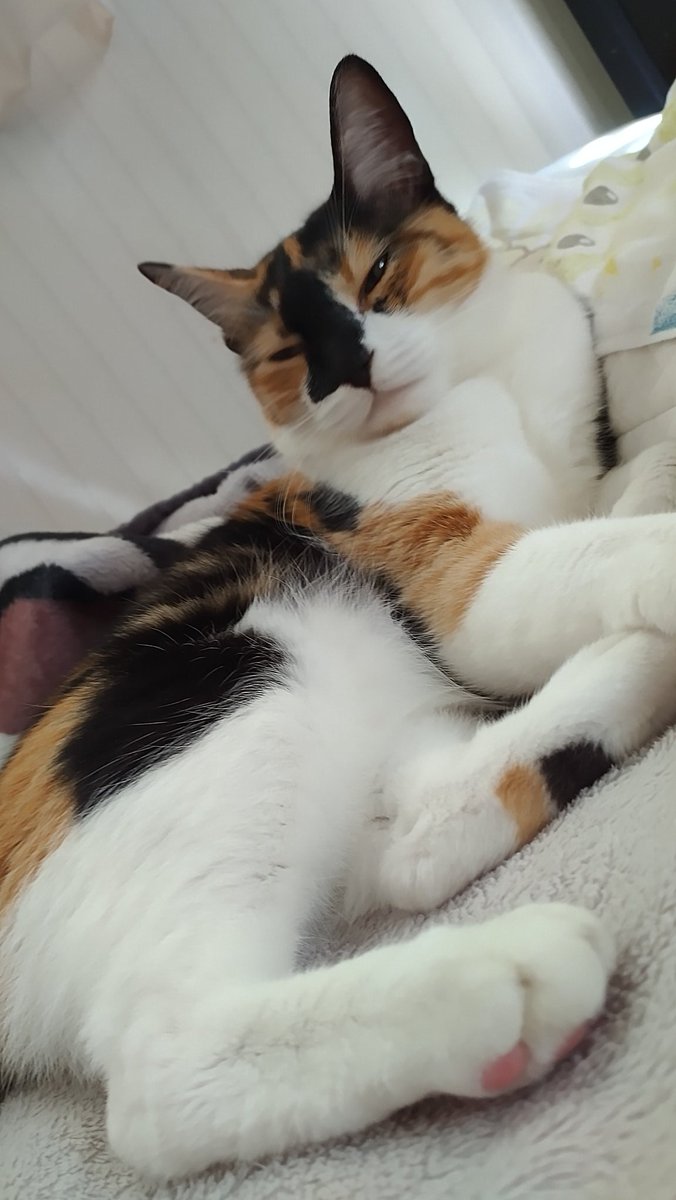 窓をカリカリして開けようとしてたから怒ったら
ふてくされ顔🐽