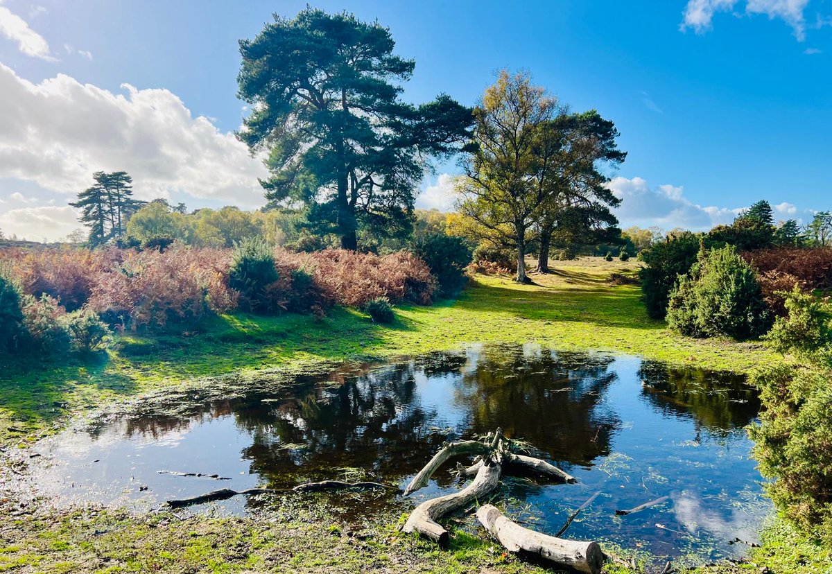 EngNewForest's tweet image. Forest views are the best ❤️🌳🌲

#MindfulMonday #ForestMoment #NewForest