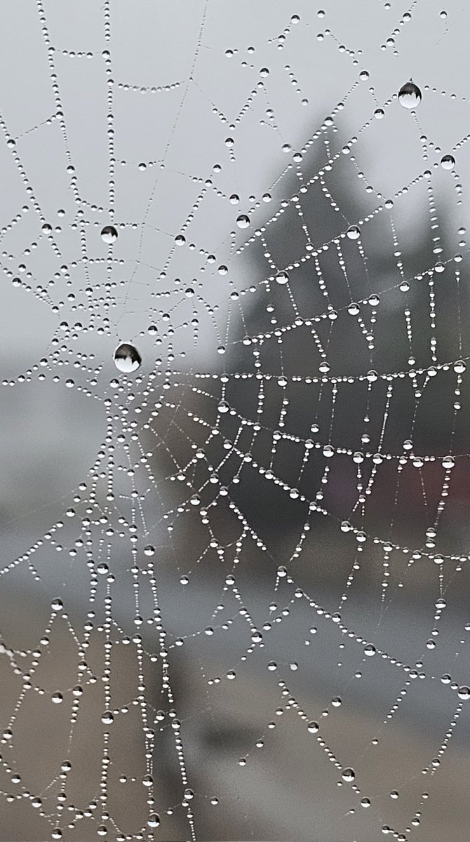 About this morning 🕸
.
#spinnennetz #nature #morgentau #handybild #samsunggalaxy #schnappschuss